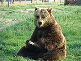 Medve kép
